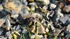 Andrena sp.